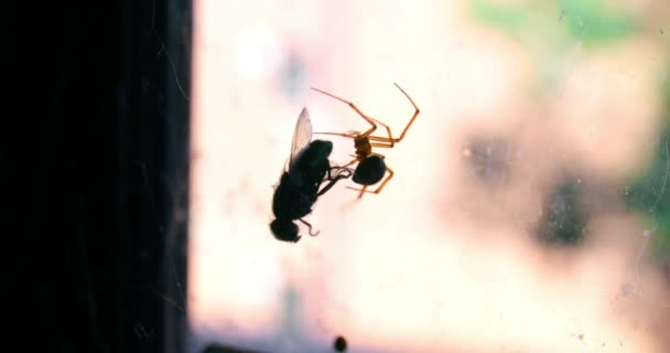 Money Spider Snared Fly Its Sticky Net Australia Selective Focus — Stock videók