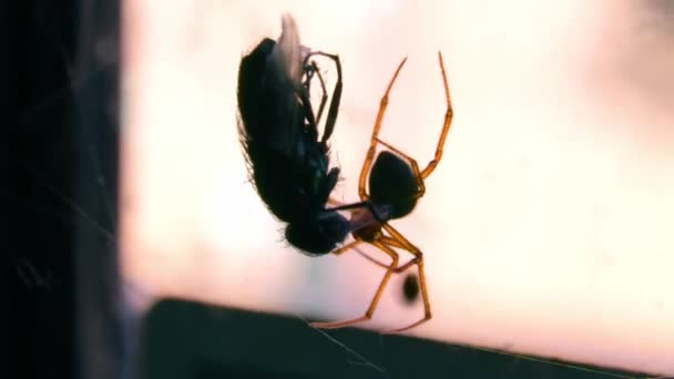 Erigone Spider Its Prey Web Close Shot — Stockvideo