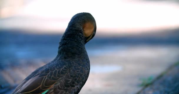 Portrait Pacific Black Duck Preening Its Feathers Selective Focus Shot — Stock Video