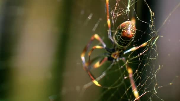 Nephila Pilipes Spider Build Its Web Its Legs Park Close — Stockvideo