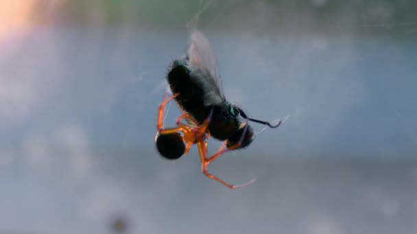 Spider Wraps Dead Fly Its Web Close — стокове відео