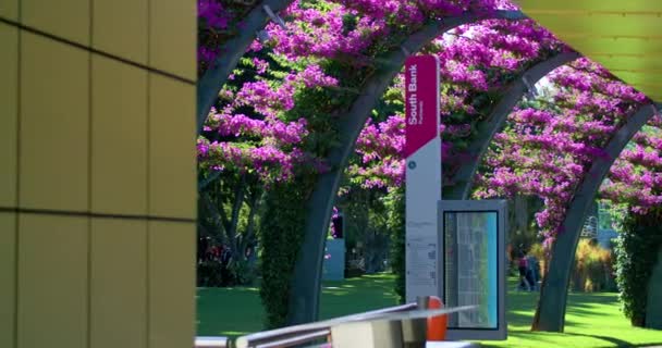 Bougainvillea Canopy South Bank Parklands Grand Arbour Brisbane Queensland Australia — стокове відео