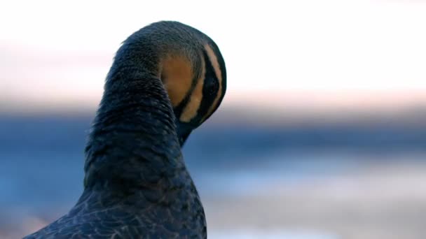 Duck Preening Feathers Its Neck Close — Video