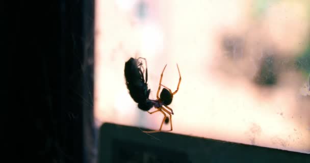 Fly Hanged Fiber Linyphiid Spider Australia Selective Focus Shot — Stockvideo