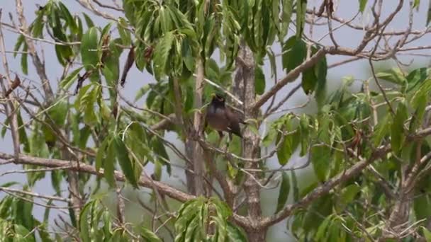 Common Myna Perched Branch Preens Himself — ストック動画