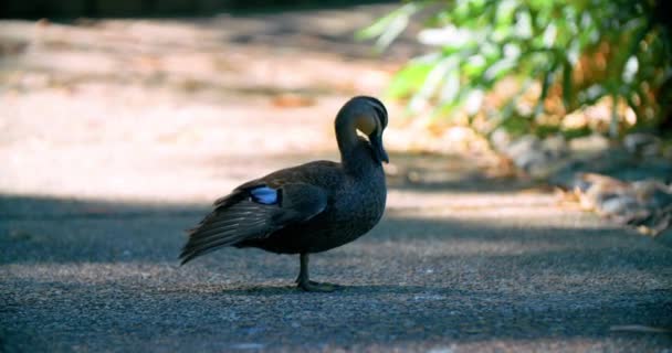 Female Mallard Duck Preening Its Feathers Mount Coot Tha Botanic — Vídeos de Stock