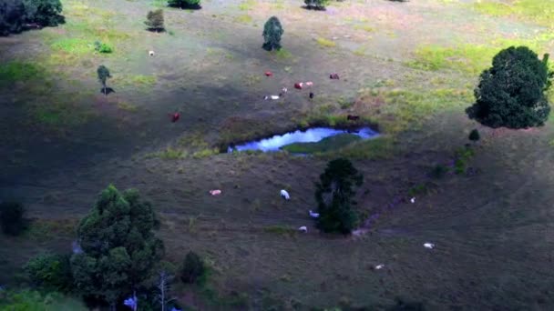 Animal Herd Grazing Pasture Land Small Lake North Brisbane Qld — Stockvideo