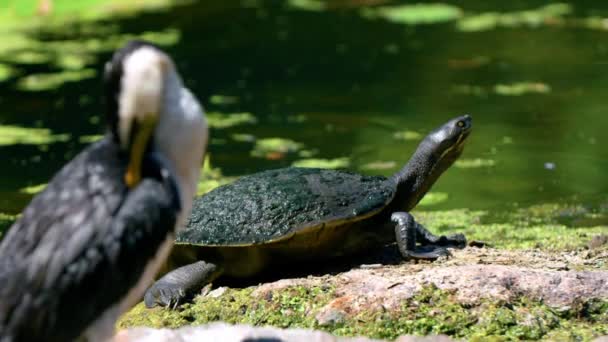 Little Pied Cormorant Preening Its Feathers Eastern Long Necked Turtle — Αρχείο Βίντεο
