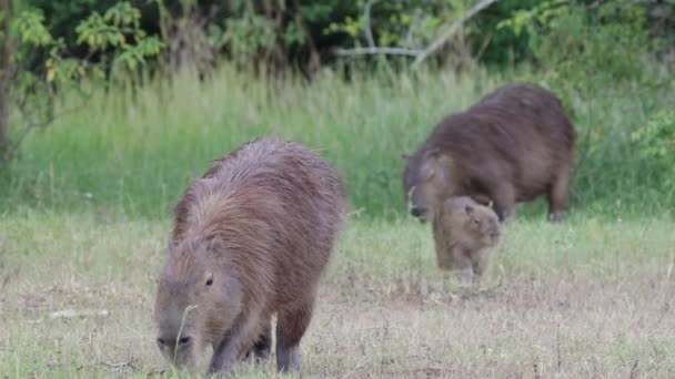Wildlife Bird Stands Capybara Carpincho Walking Eating Grass Day — Stockvideo