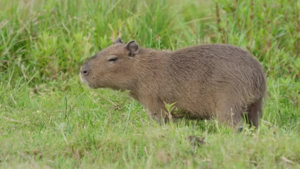 Wild Baby Capybara Carpincho Hydrochoerus Hydrochaeris Eating Grass Slow Motion — Vídeos de Stock
