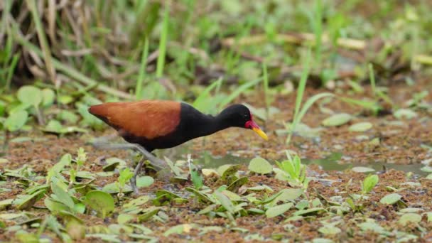 Jacana Bird Pecks Water Green Grass Wetlands Fauna Wildlife Day — Stockvideo