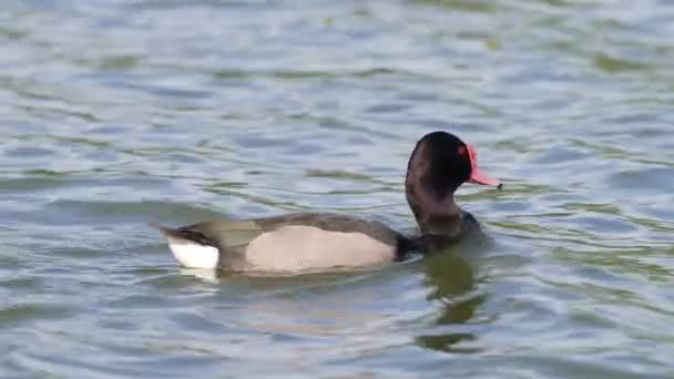 Male Drake Rosy Billed Pochard Netta Peposaca Swimming Water Current — Stok Video