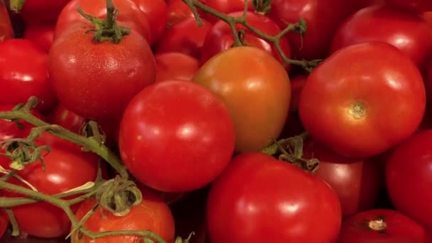 Mountains Tomatoes Some Which Even Starting Perish Because Too Few — Stockvideo