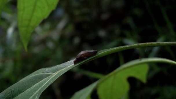 Baby Snail Leaf Middle Forest Snail Clings Leaf Surface Snail — Video