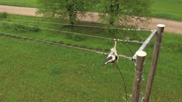 Dead Stork Hanging Electrical Wires Endangered Animal Drone View — ストック動画