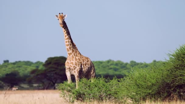 Single Giraffe Standing Grasslands Blue Sky Background Central Kalahari National — стоковое видео