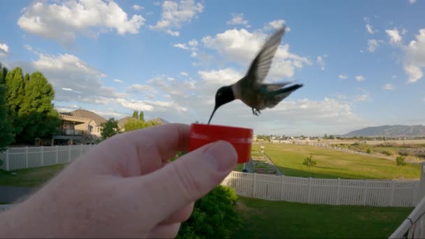 Feeding Wild Black Chinned Hummingbird Hand — Stock videók