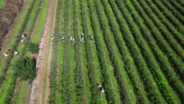 Robotnicy Zbierający Jagody Farmie Jagód Koncepcja Rolnictwa — Wideo stockowe