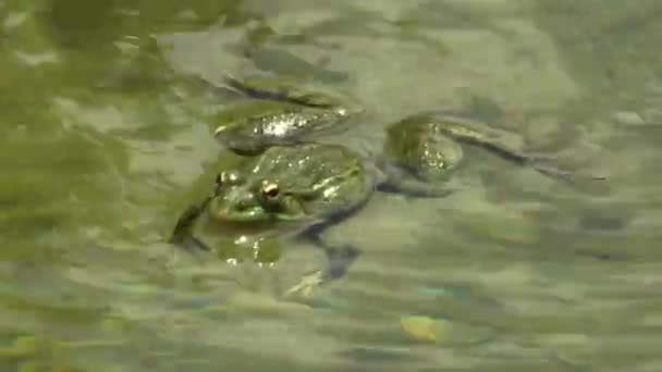 Frog Lake Nature Wildlife — Vídeo de Stock
