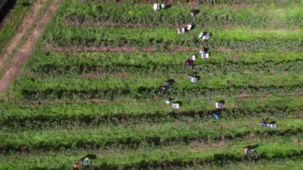 Fly Workers Picking Blueberries Blueberry Farm — Vídeos de Stock