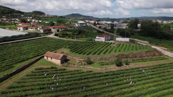Aerial View Workers Picking Blueberries Blueberry Farm — Vídeo de Stock