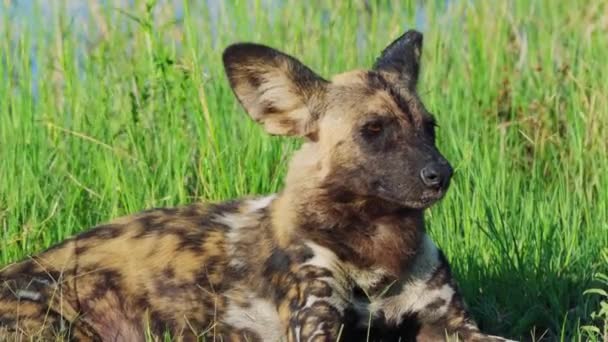 Lone African Wild Dog Lying Grass Looking Khwai Wildlife Sanctuary — Stock video