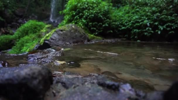 Beautiful Images Narrow Crystal Clear River Flows Calmly Rocks Mosses — Vídeos de Stock