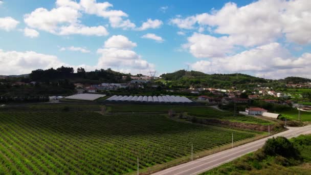 Rura Landscape Workers Picking Blueberries Blueberry Farm — Vídeos de Stock