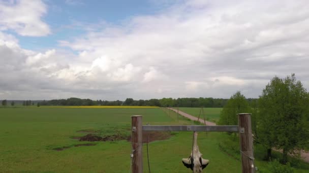 Electrical Wires Dead Bird Stuck Them Aerial Pedestal — Stockvideo