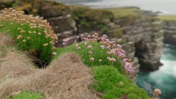 Slow Panning Shot Focusing Small Clifftop Flowers Thrift Turning Reveal — 图库视频影像