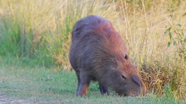 Large Rodent Species Wild Pregnant Capybara Hydrochoerus Hydrochaeris Foraging Riverside — Stockvideo