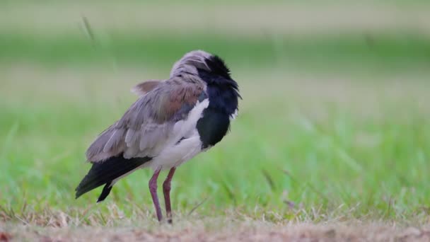 Wild Shorebird Southern Lapwing Vanellus Chilensis Preening Cleaning Its Left — Vídeo de Stock