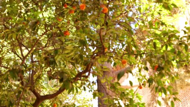 Orange Tree Fruits Malaga Spain Low Angle Shot — Stockvideo