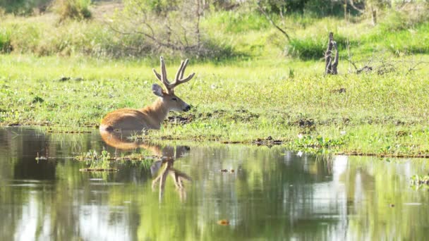 Beautiful Landscape Scenery Wild Mystical Marsh Deer Blastocerus Dichotomus Resting — Wideo stockowe