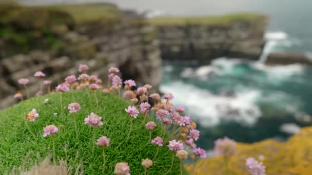 Close Shot Focusing Small Clifftop Flowers Thrift Turbulent Teal Ocean — Αρχείο Βίντεο