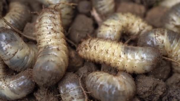 Close Shot Rose Chafer Larvae Found Compost Heaps Organic Rich — стоковое видео