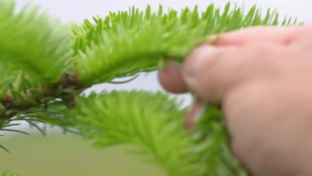 Close Shot Man Hand Doing Annual Prune Early Spring Christmas — ストック動画