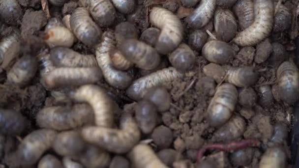 Mutliple Rose Beetle Larvae Dig Ground Macro Close Static — Wideo stockowe