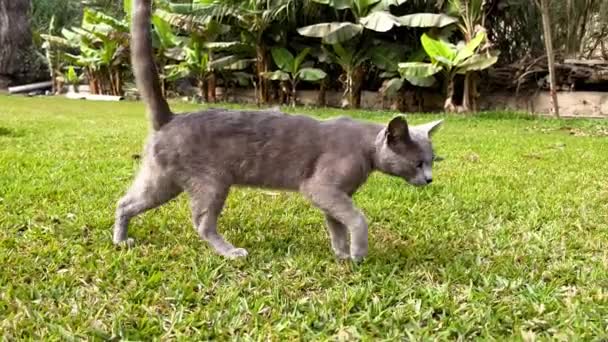 Panning Shot Black Colored Cat Large Straight Tail Walking Grass — Vídeo de Stock