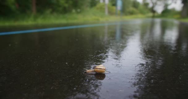 Close Snail Slowly Crawling Wet Pavement Runner Background — Video Stock