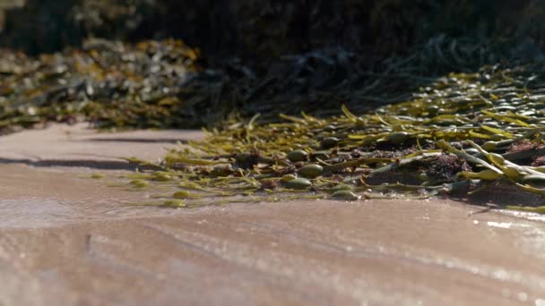 Close Shot Water Steadily Flowing Sandy Beach Bladder Wrack Seaweed — Video