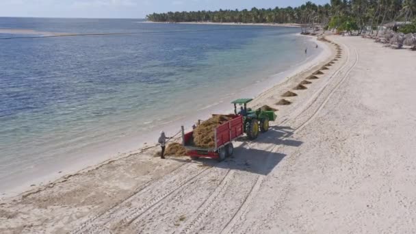 Workers Tractor Cleaning Seaweed Punta Cana Beach Dominican Republic Aerial — Video Stock