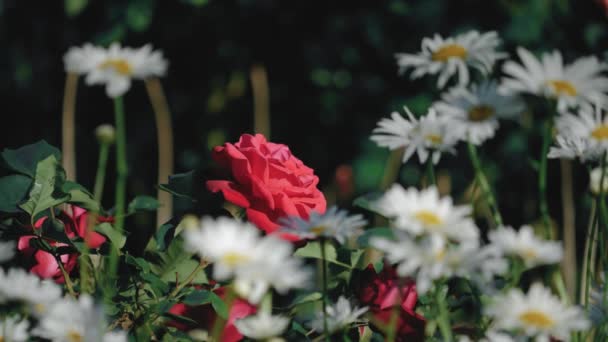 Static Slow Motion Shot Red Rose Surrounded White Flowers Garden — Videoclip de stoc