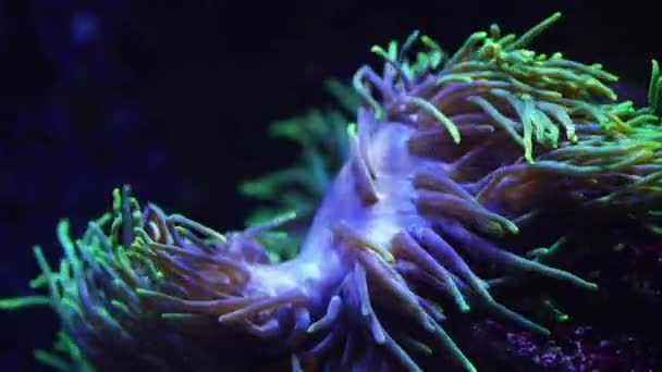 Eine Vibrate Fluoreszierende Seeanemone Schwankt Sanft Der Strömung Während Clownfische — Stockvideo