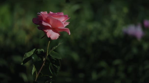 粉色玫瑰的静态慢镜头 放置在框架的左侧 有浅浅的场背景 — 图库视频影像