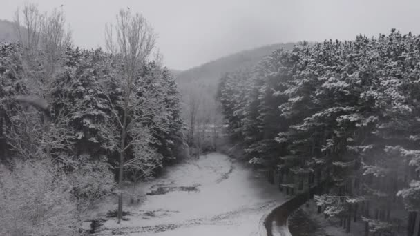 Overcast Snowing Day Lake Drone Push Shot Trees Bird Flyby — Αρχείο Βίντεο