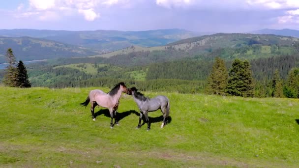 Άλογα Στην Κορυφή Του Βουνού Εναέρια Πυροβολούν — Αρχείο Βίντεο