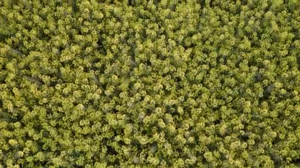 Zenith Shot Green Trees Field Drone Overfly Pattern Aerial Shot — стоковое видео