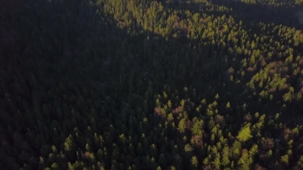 Aerial View Looking Dense Alpine Woodland Base Wetterstein Alp Grainau — Αρχείο Βίντεο