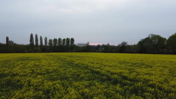 Sideways Flight Rapeseed Field Sunset — Video